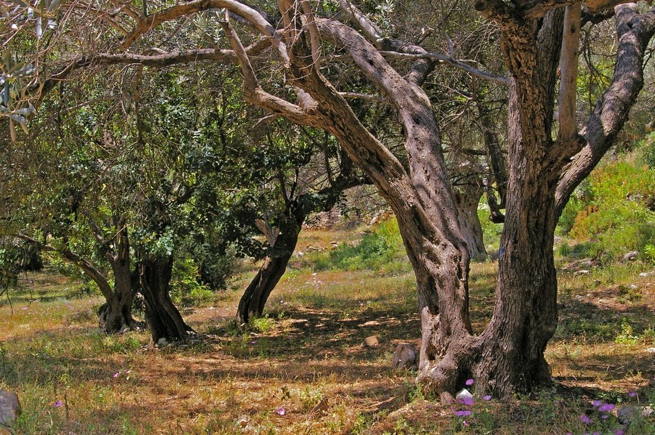 Forest of olive trees free image download