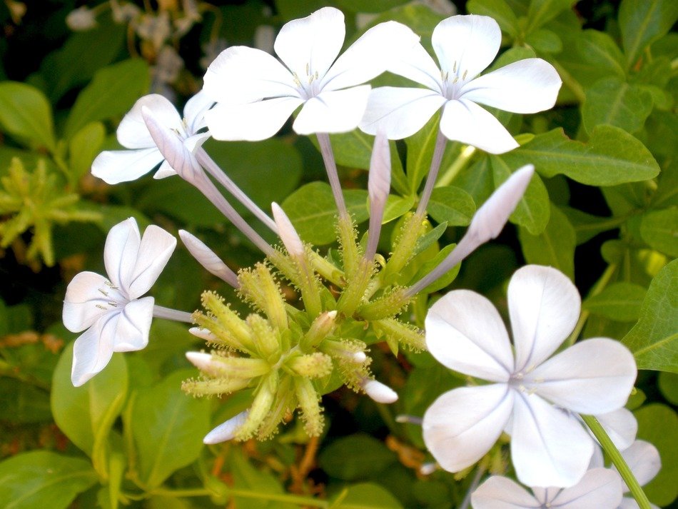 Plumbago, white flowers outdoor free image download