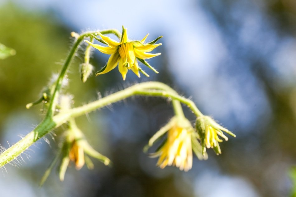 Yellow flowers of tomato plant free image download