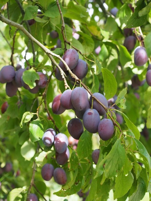 Purple plum tree in the yard free image download