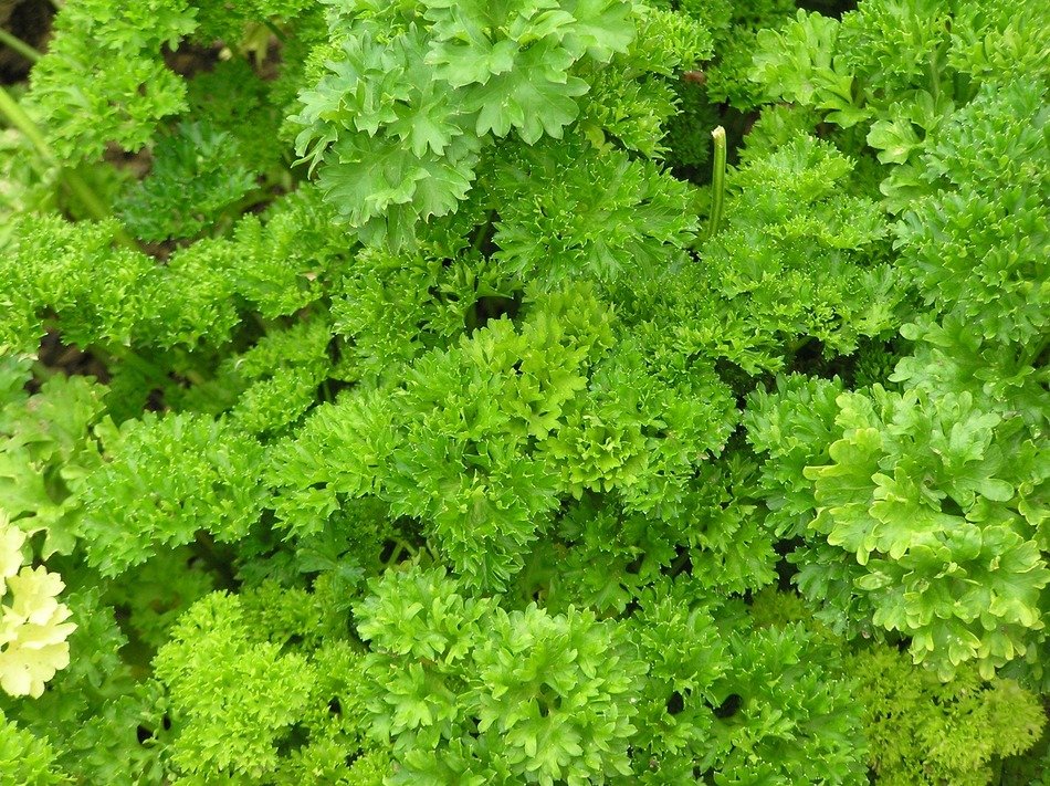 Parsley spice herbs free image download