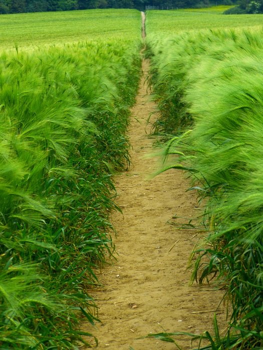 Path in a bright green field free image download