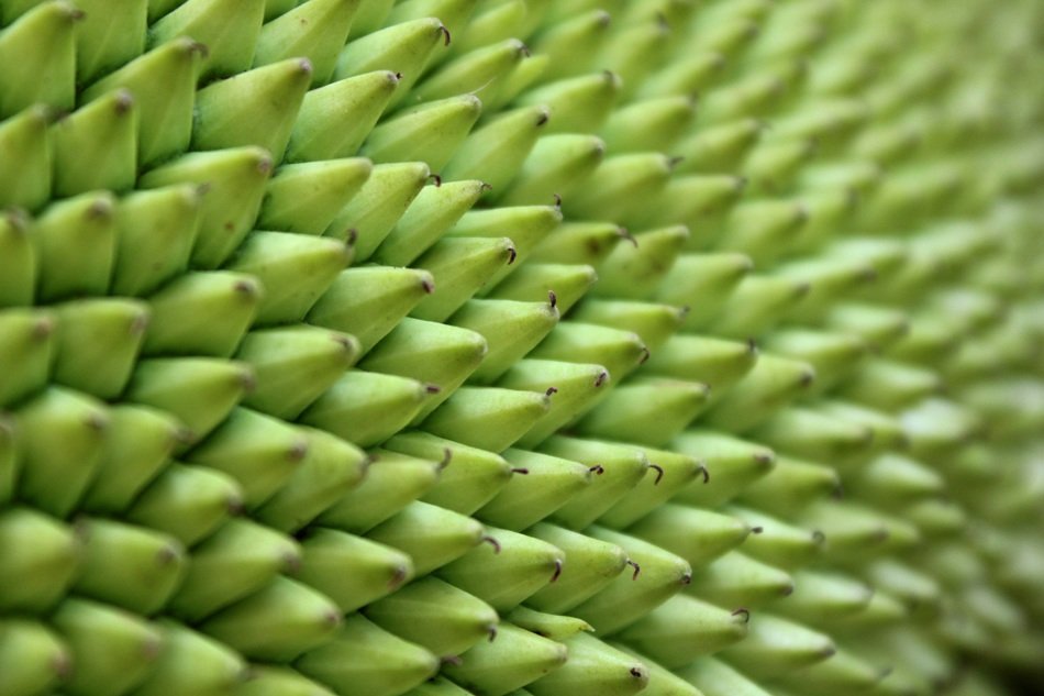 Green thorns jackfruit free image download