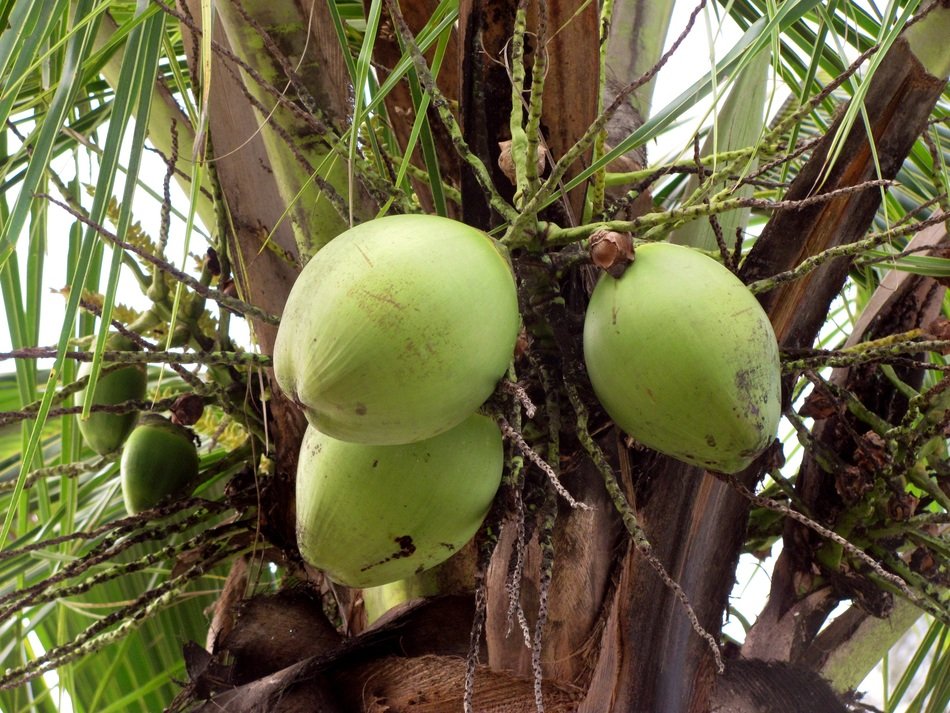 Coconuts grow on the coconut tree free image download