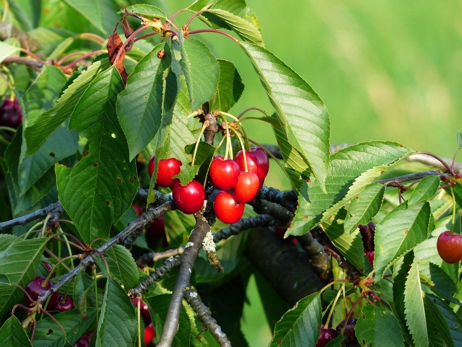 Red cherry and green leaves free image download