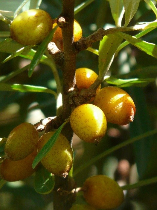 Orange fruits berries free image download