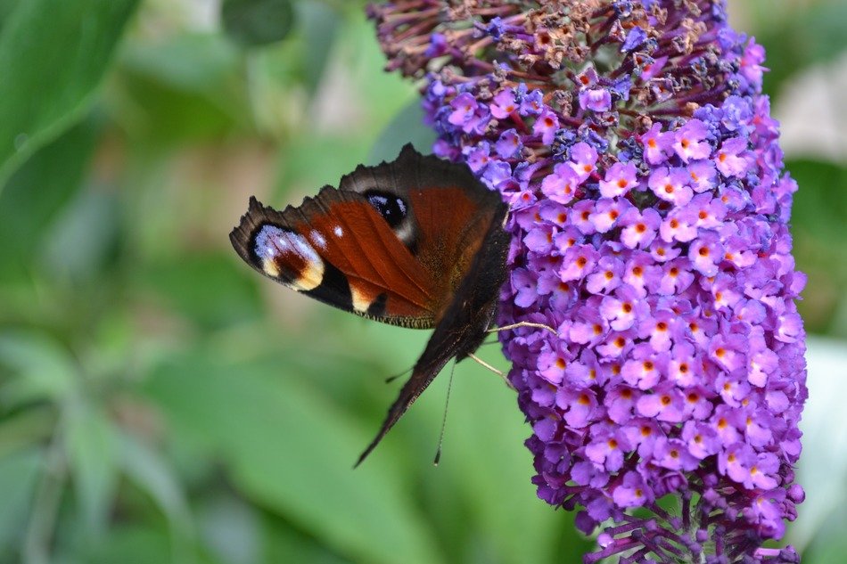 Peacock butterfly drinks nectar from a purple flower free image download