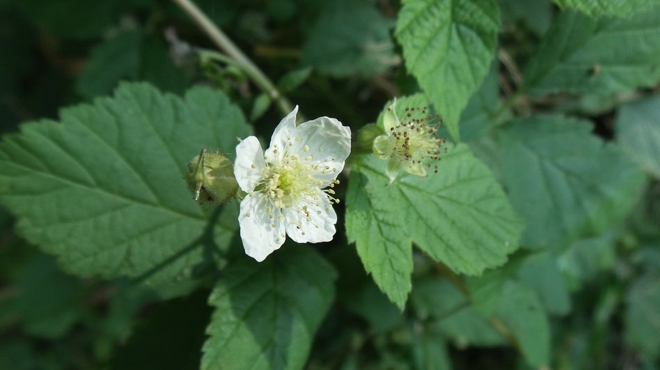 Blackberry white flower free image download