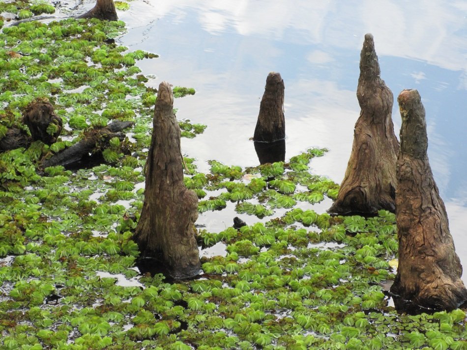 Cypress tree knees in marsh, usa, louisiana free image download