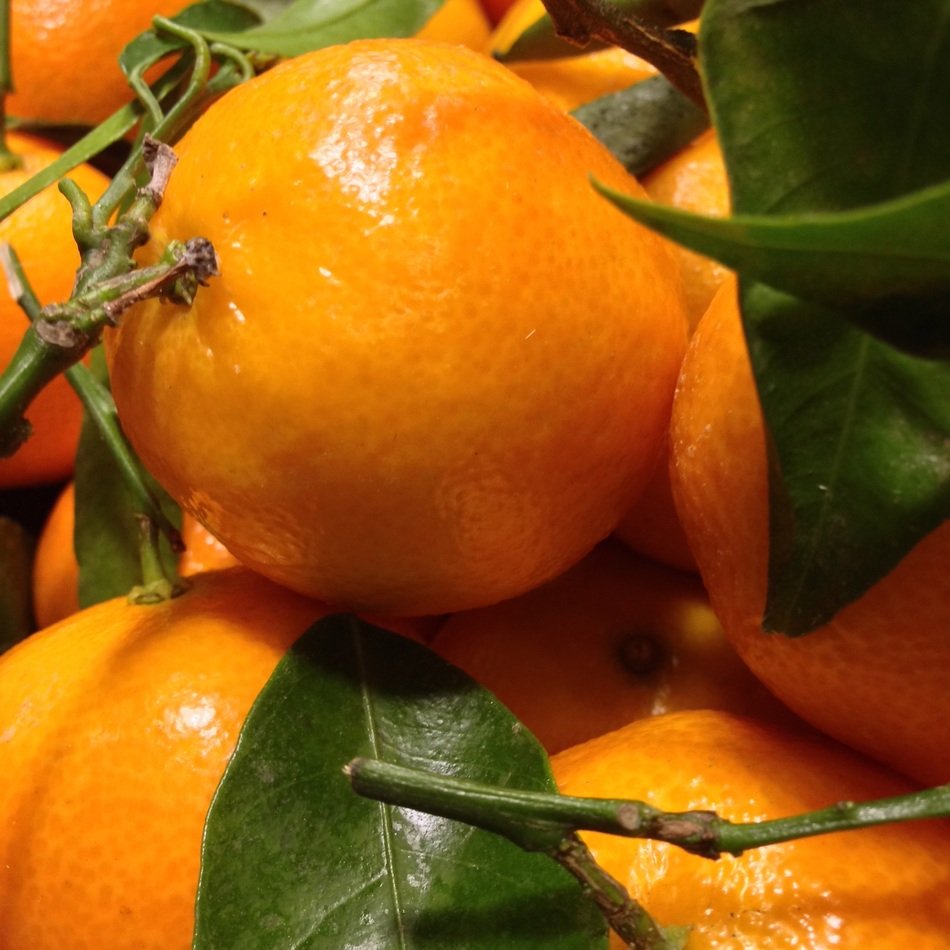 Fresh and beautiful mandarin citrus fruit free image download