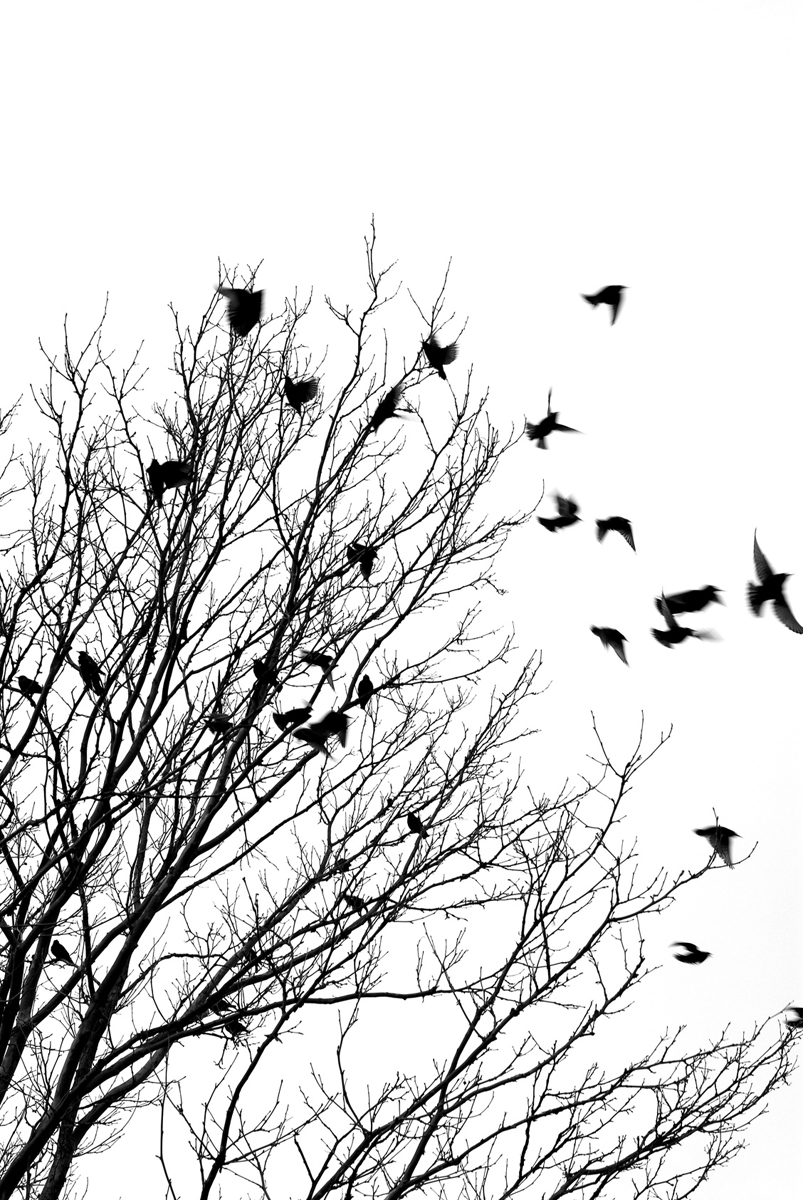 Black And White Tree With Birds drawing free image download
