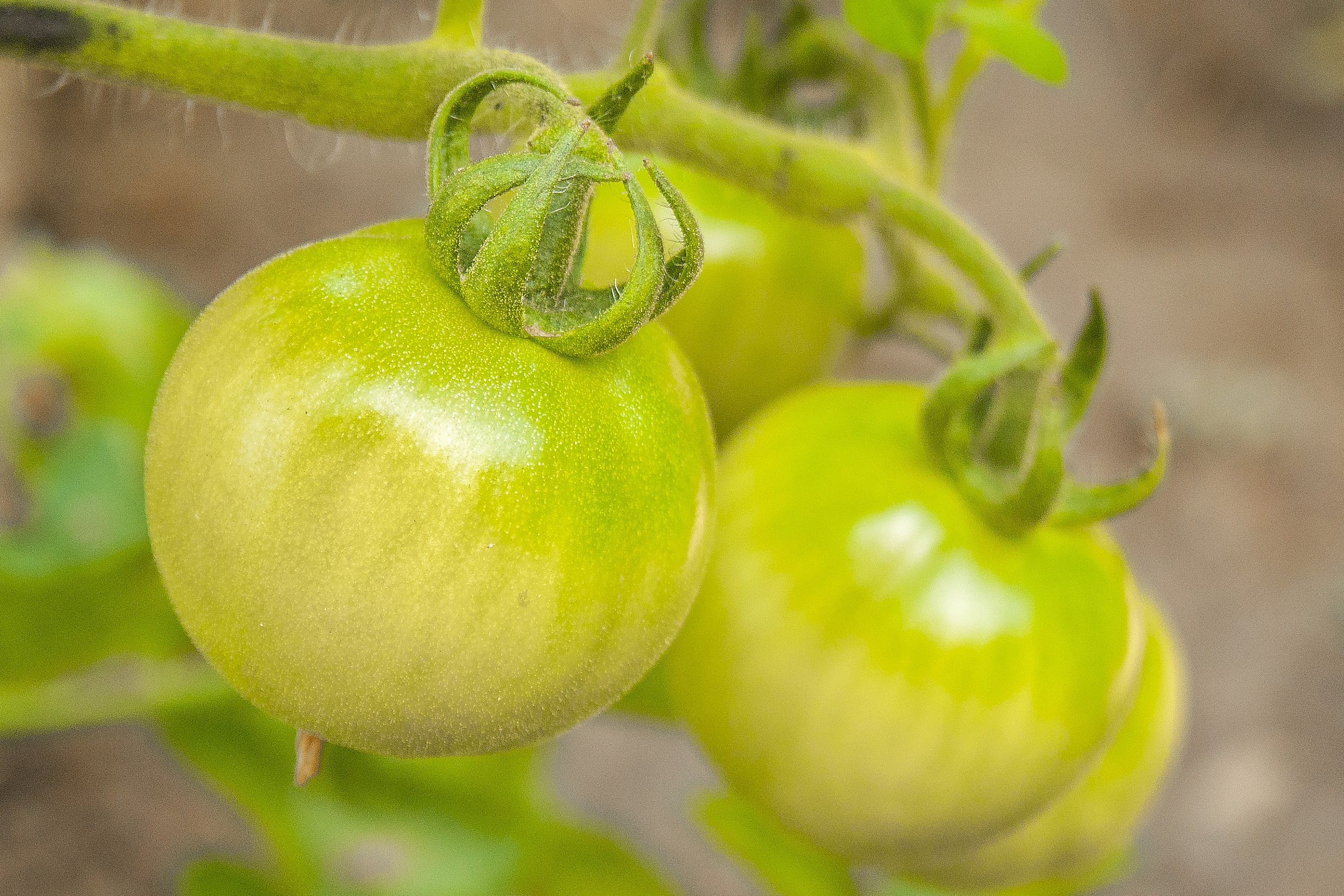Green tomatoes ripen free image download