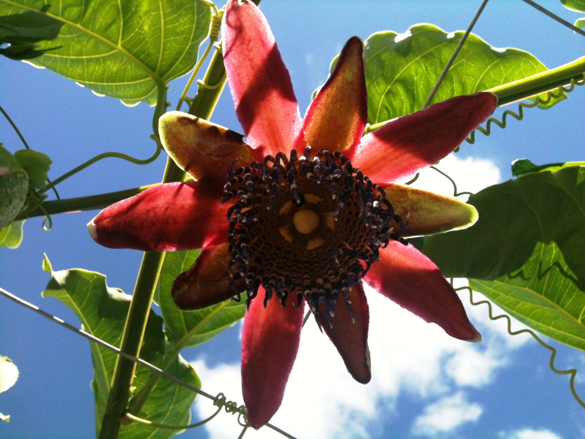 Passion fruit flower against a blue sky free image download