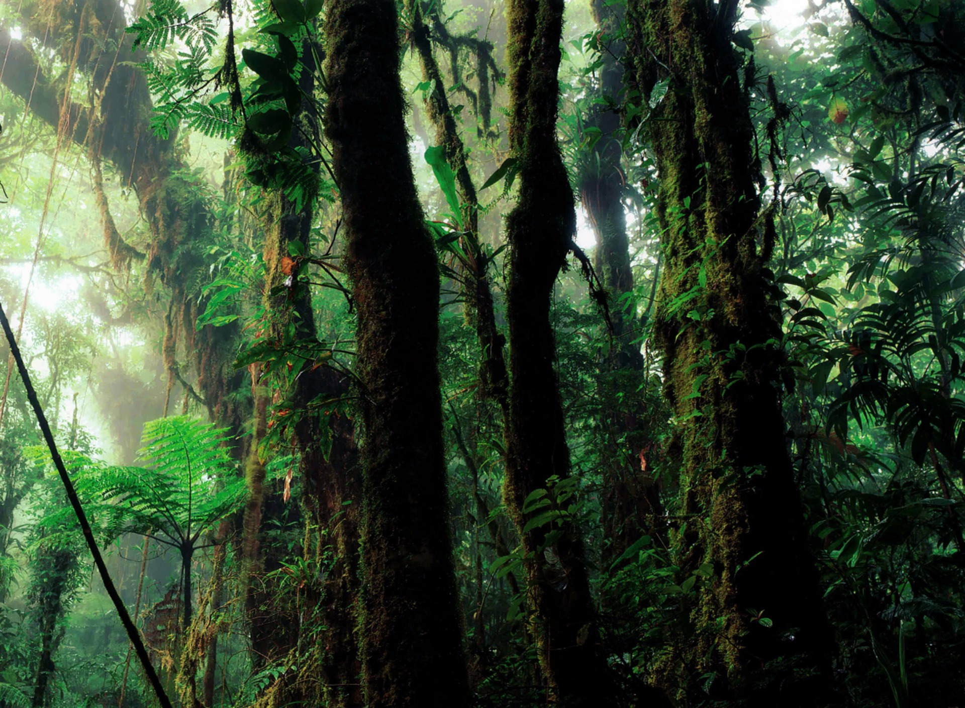 Humidity in the rain forest free image download