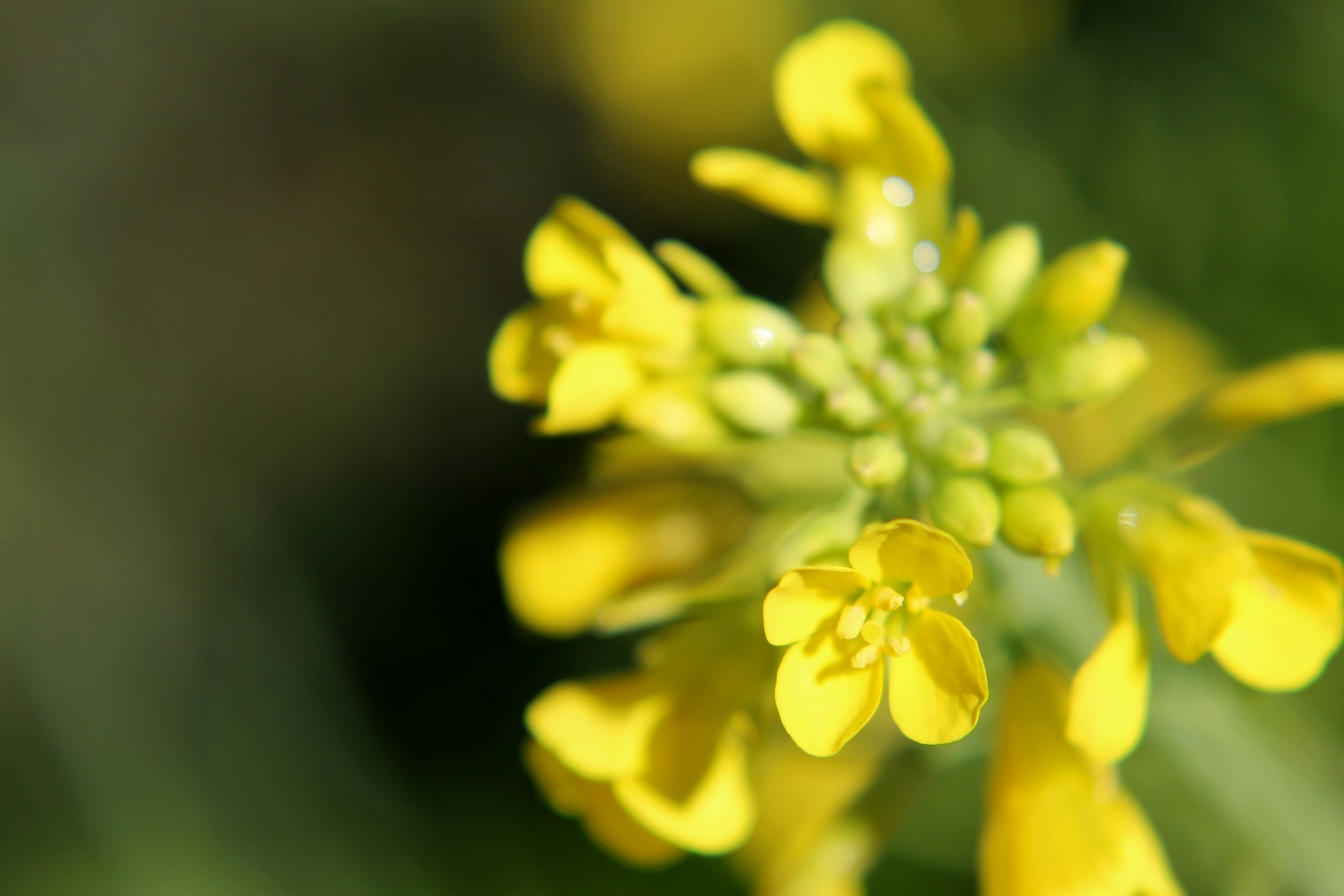 Yellow delicate flower free image download