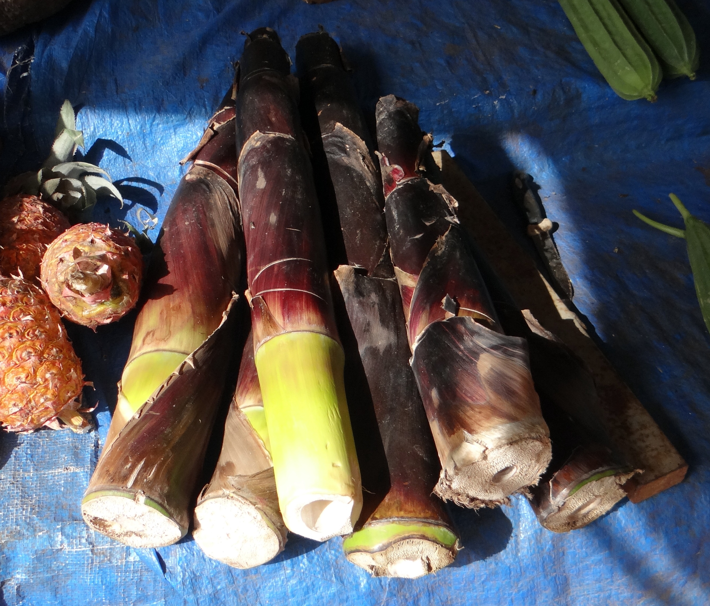 Cut bamboo shoots at pile free image download