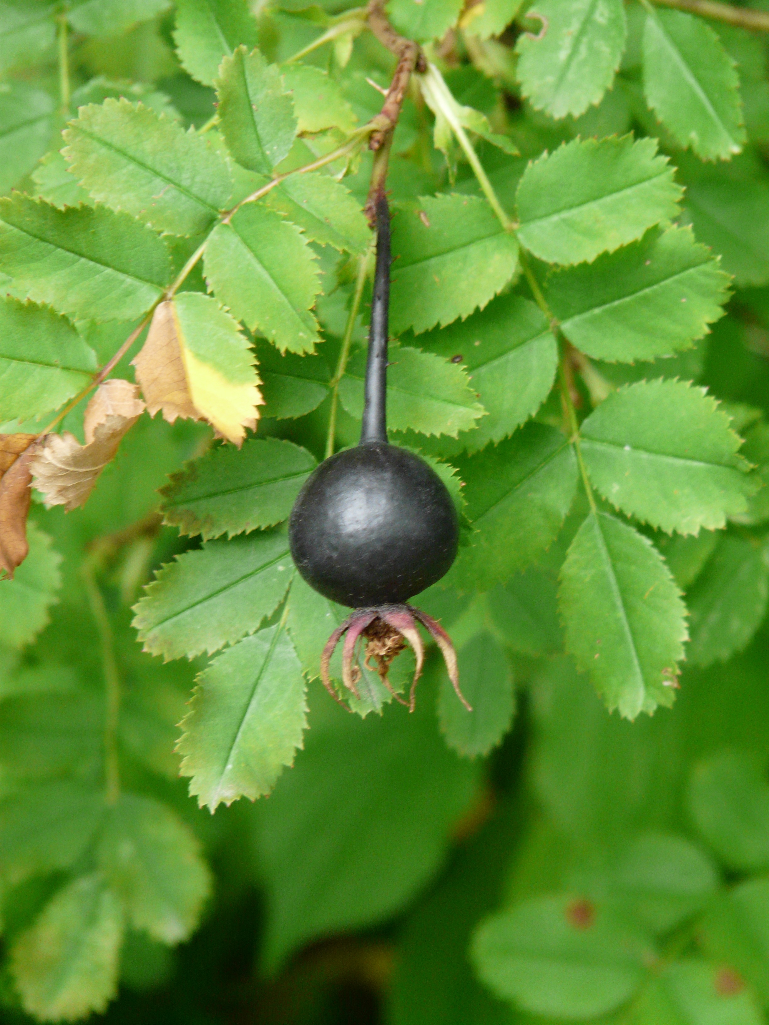 Black dog rose free image download