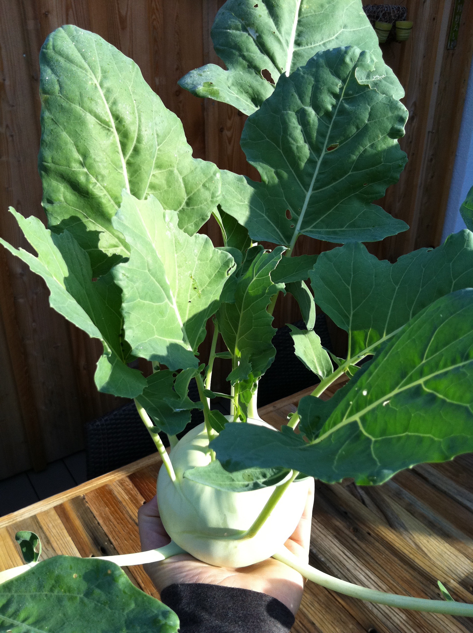 Kohlrabi plant free image download