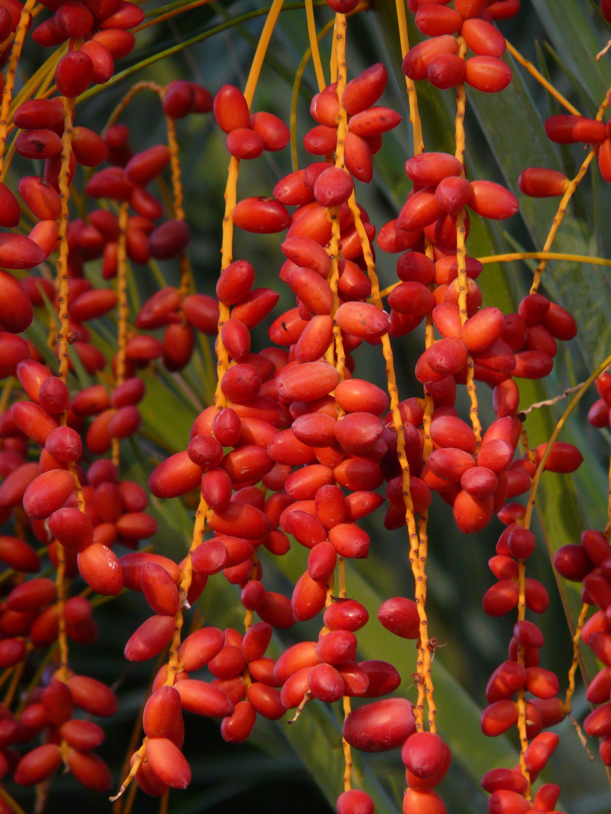 Red palm tree fruits free image download