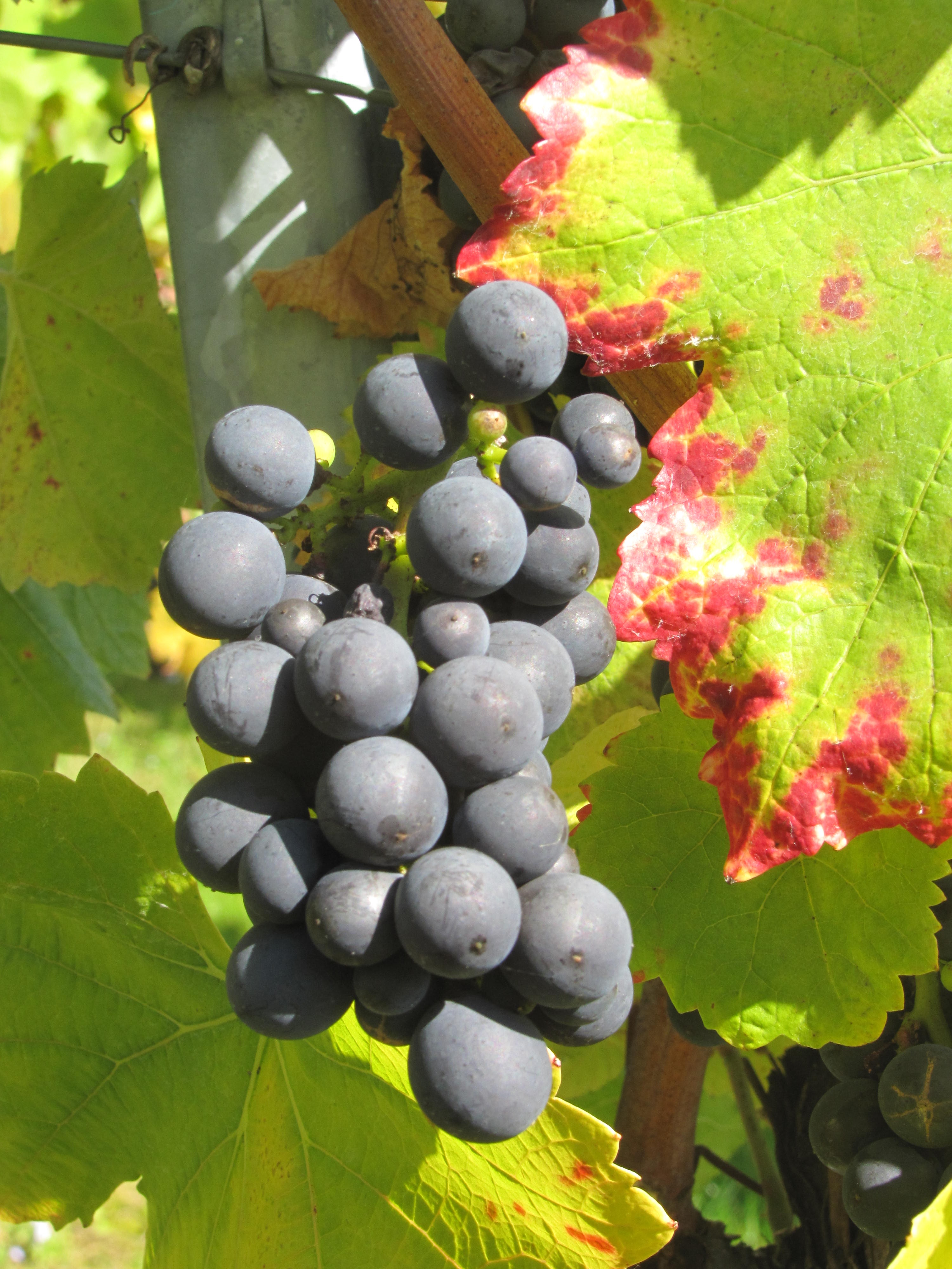 Grapes wine fruit free image download