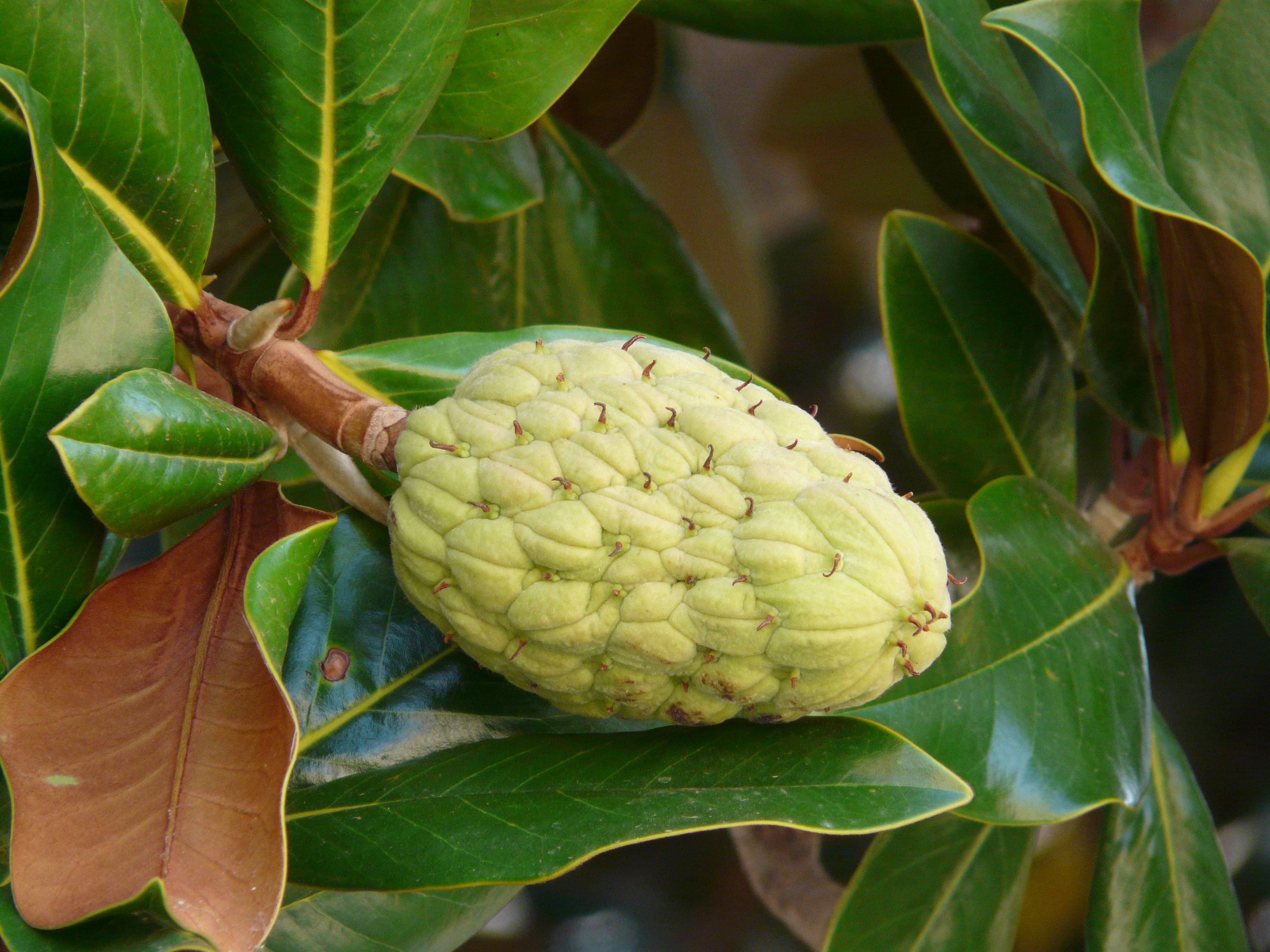 Rubber tree fruit free image download