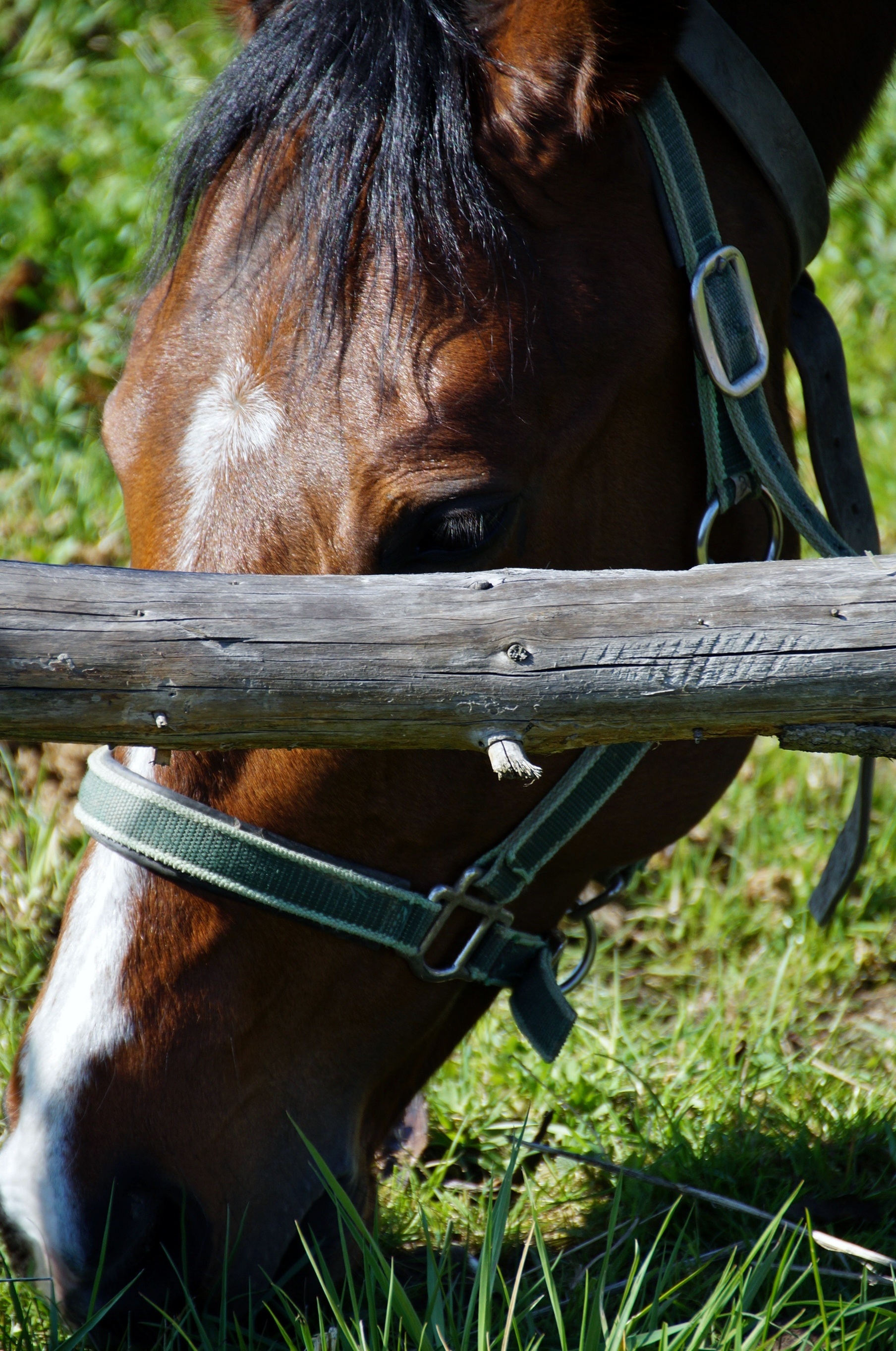 Horse head eating green grass free image download