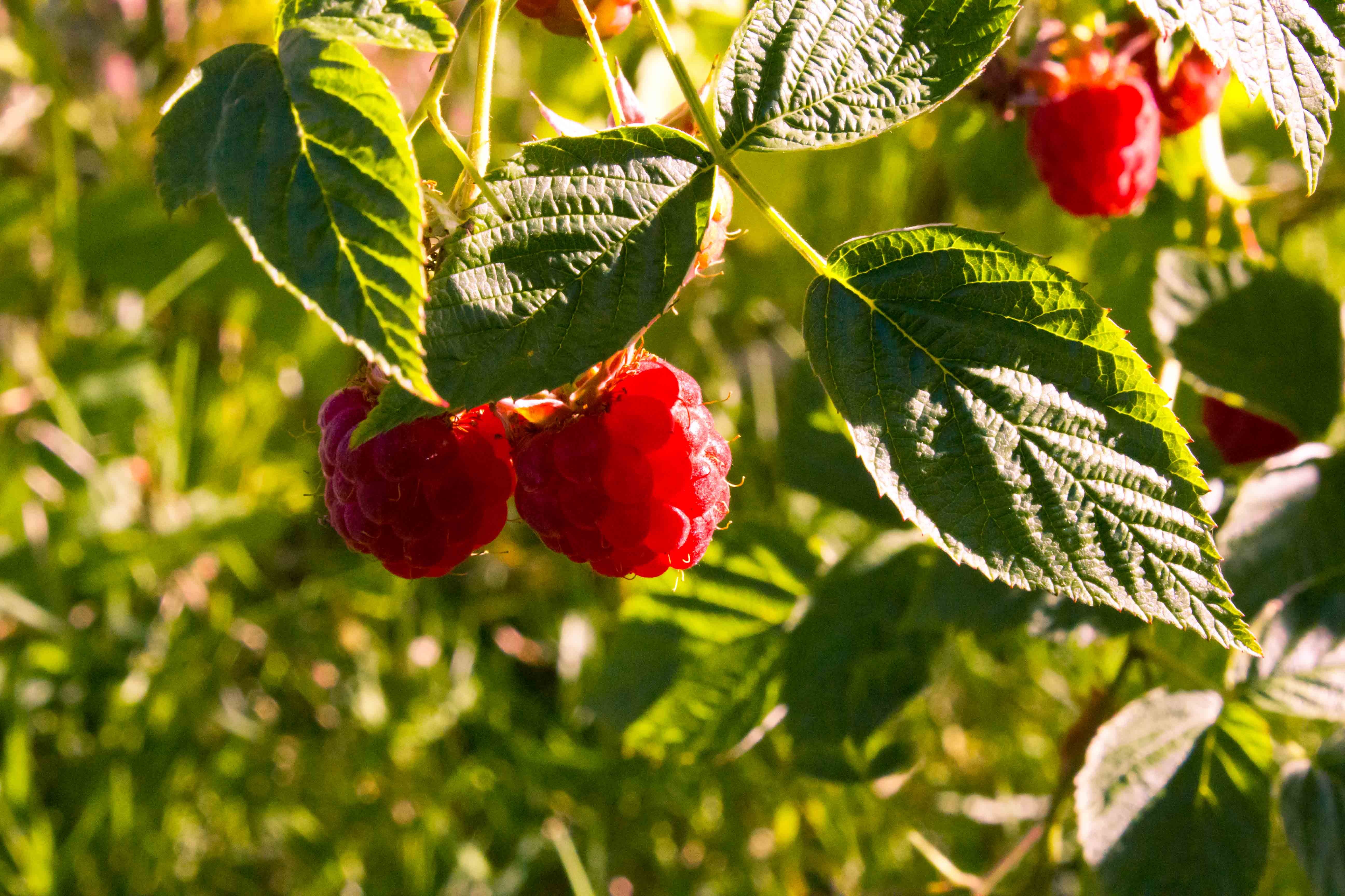 Red raspberries on a branch free image download
