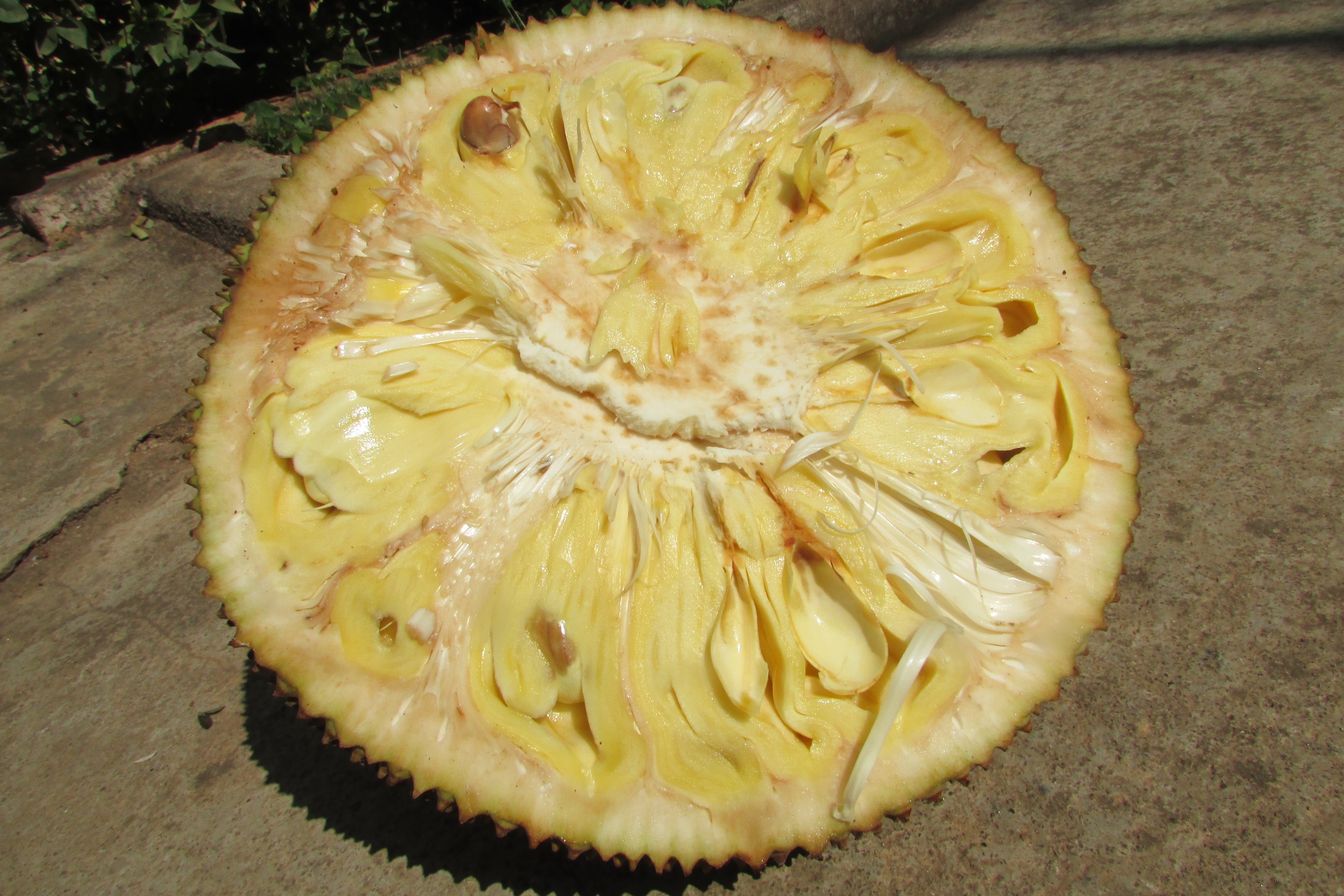 Exotic indian jack fruit free image download