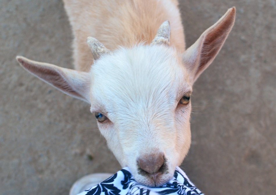 Goat baby eating shirt free image download