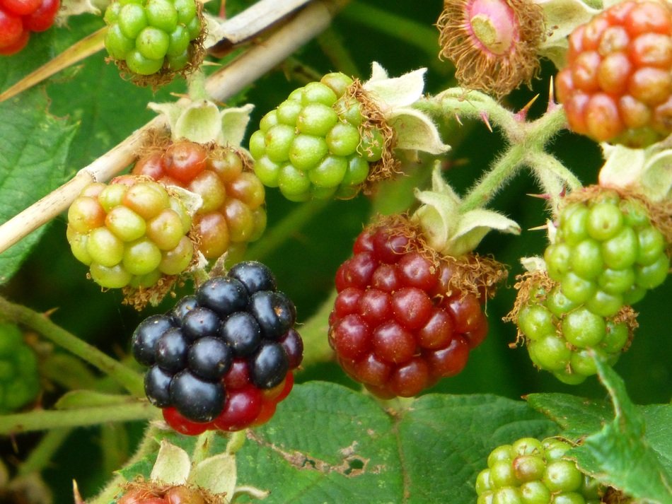 Blackberry like wild berry free image download