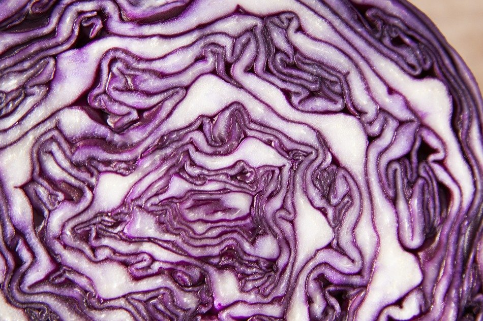 Healthy red cabbage free image download