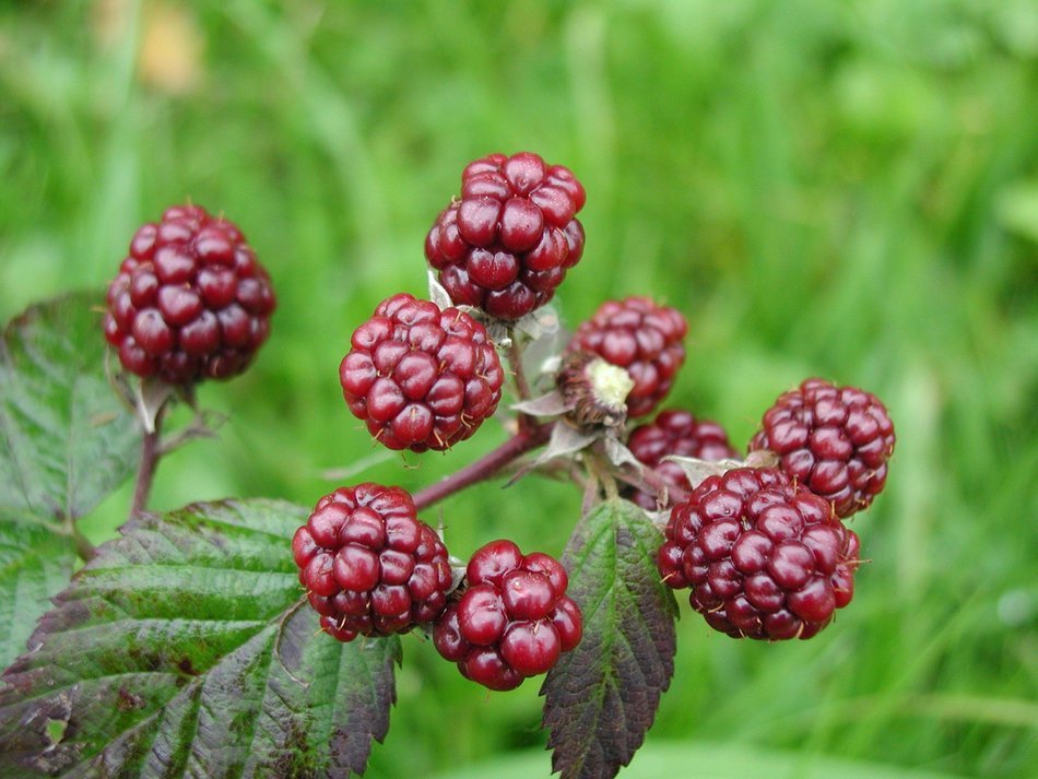 Blackberry like red berries free image download