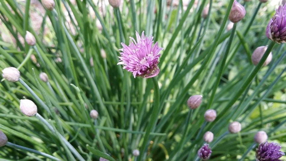 Purple fluffy chives flower free image download