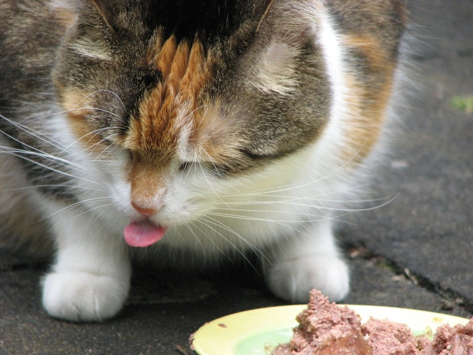 Cat eats food outside free image download
