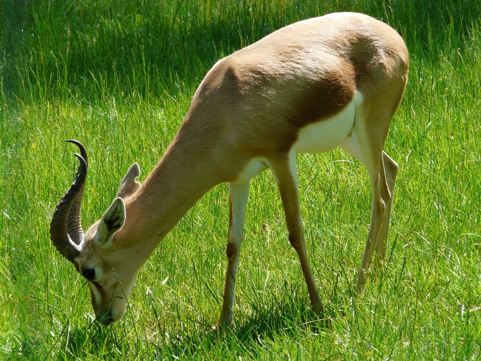 Dorcas gazelle free image download
