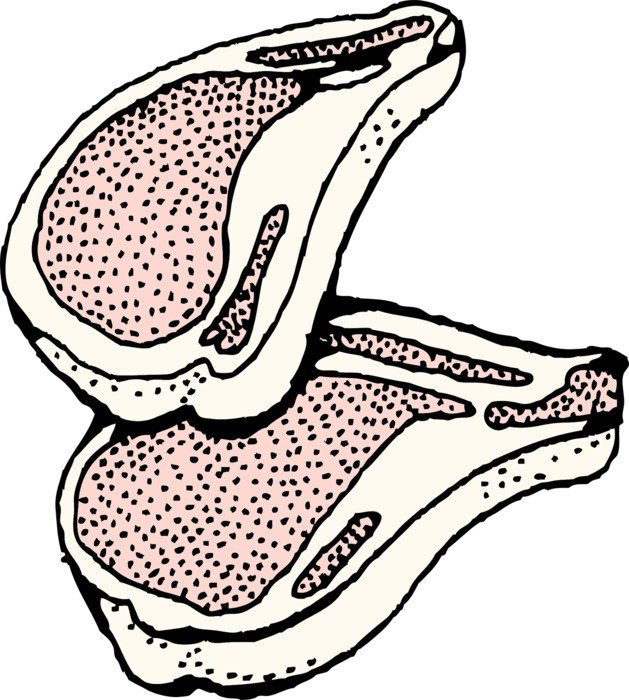 Drawing of lamb chops free image download
