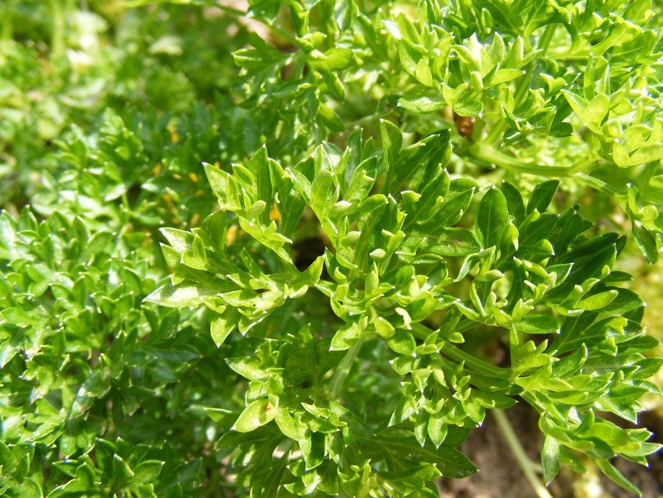 Growing parsley in the garden free image download