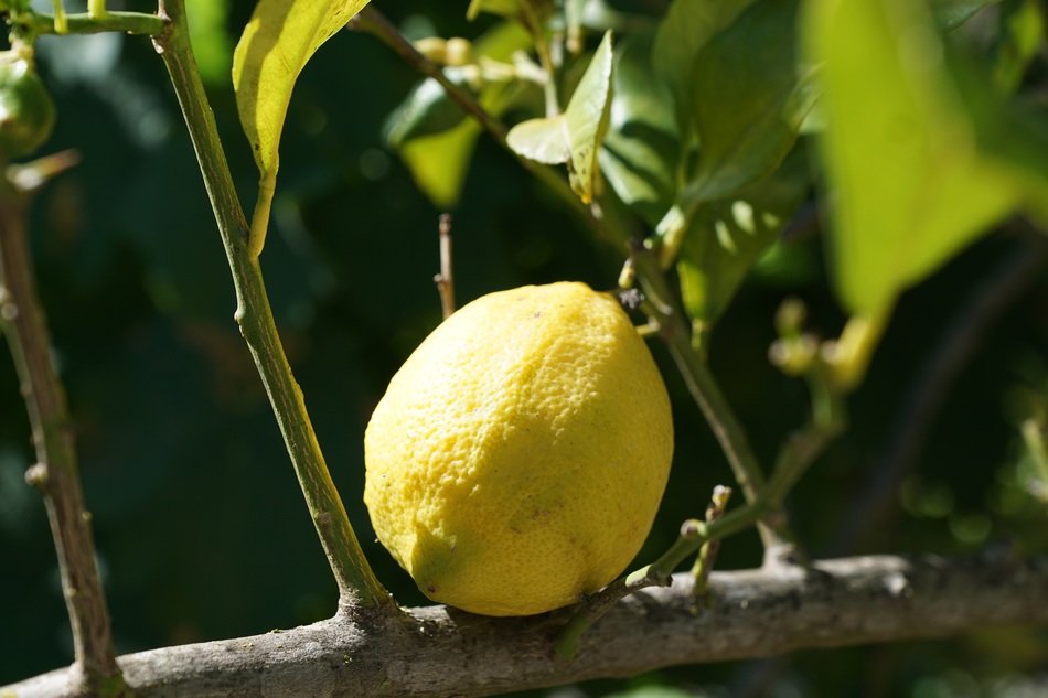 Lemon citrus tree vitamins fruit free image download