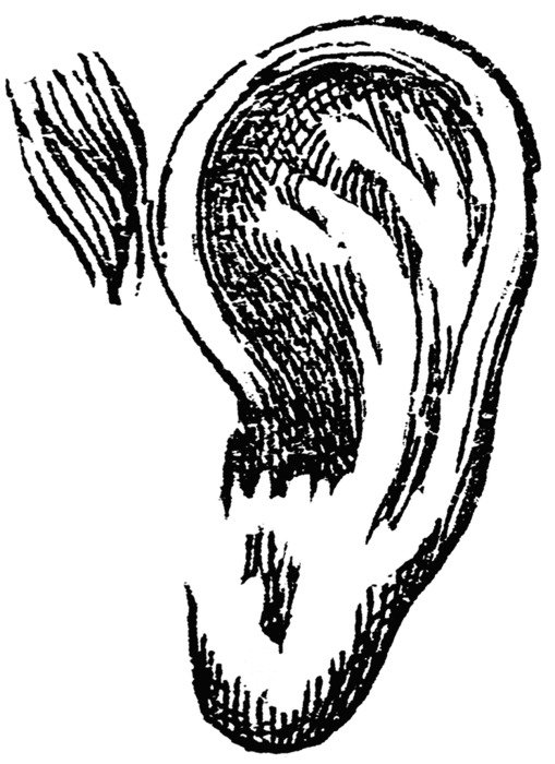 Ear Clip Art Drawing free image download