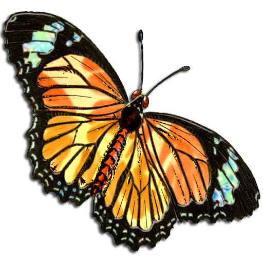 Butterflies Are Free free image download