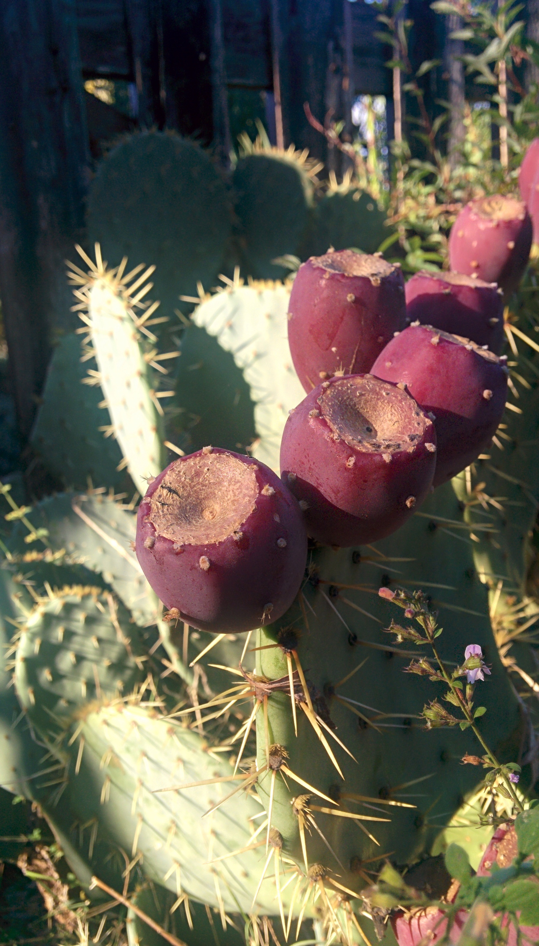 Purple prickly pears in the bright sun in Tuscany free image download