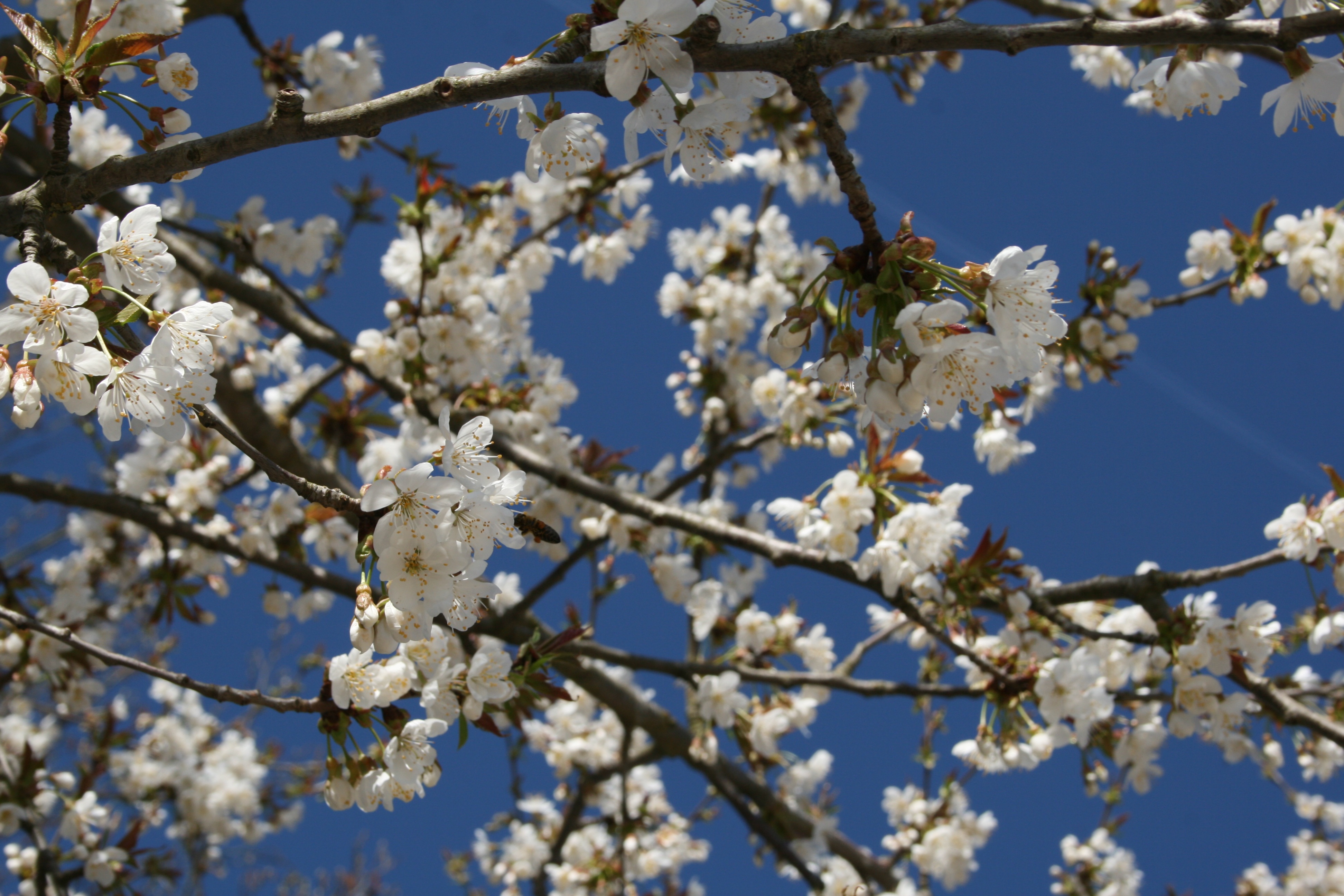 Branches of cherry blossoms free image download