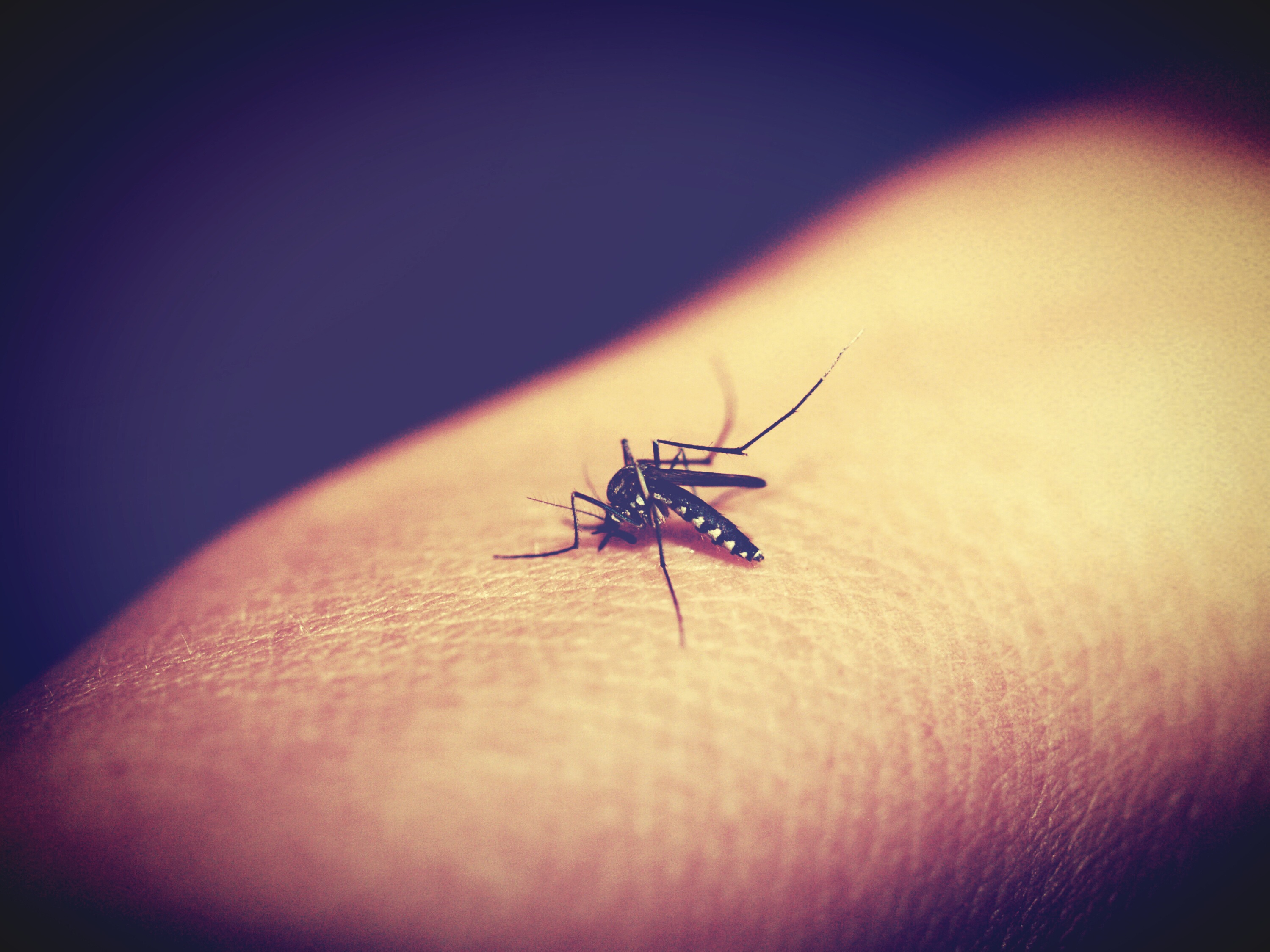 Big black mosquito on a humans hand free image download