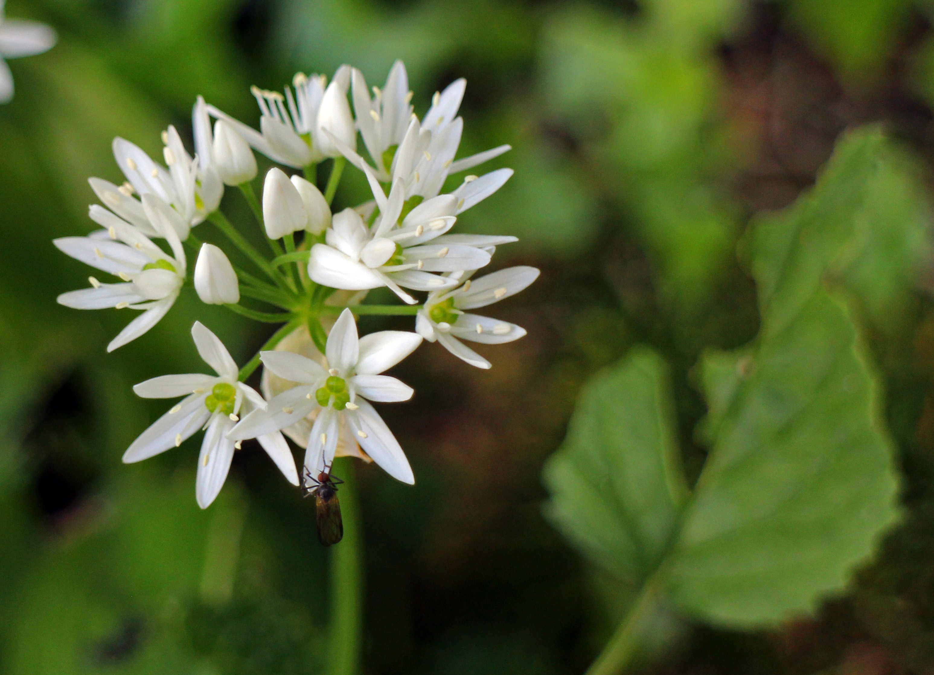 Bear's garlic bloom free image download