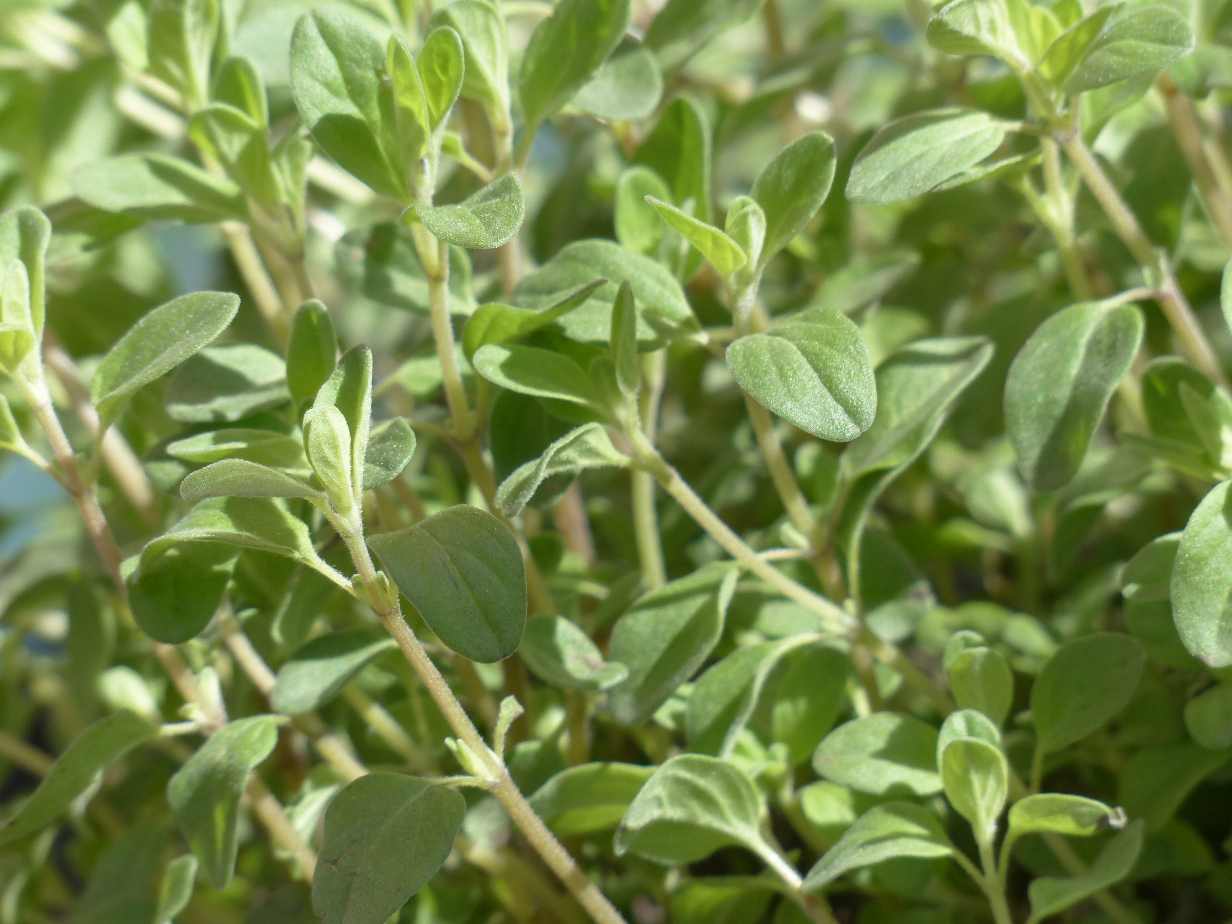 Marjoram leaves free image download