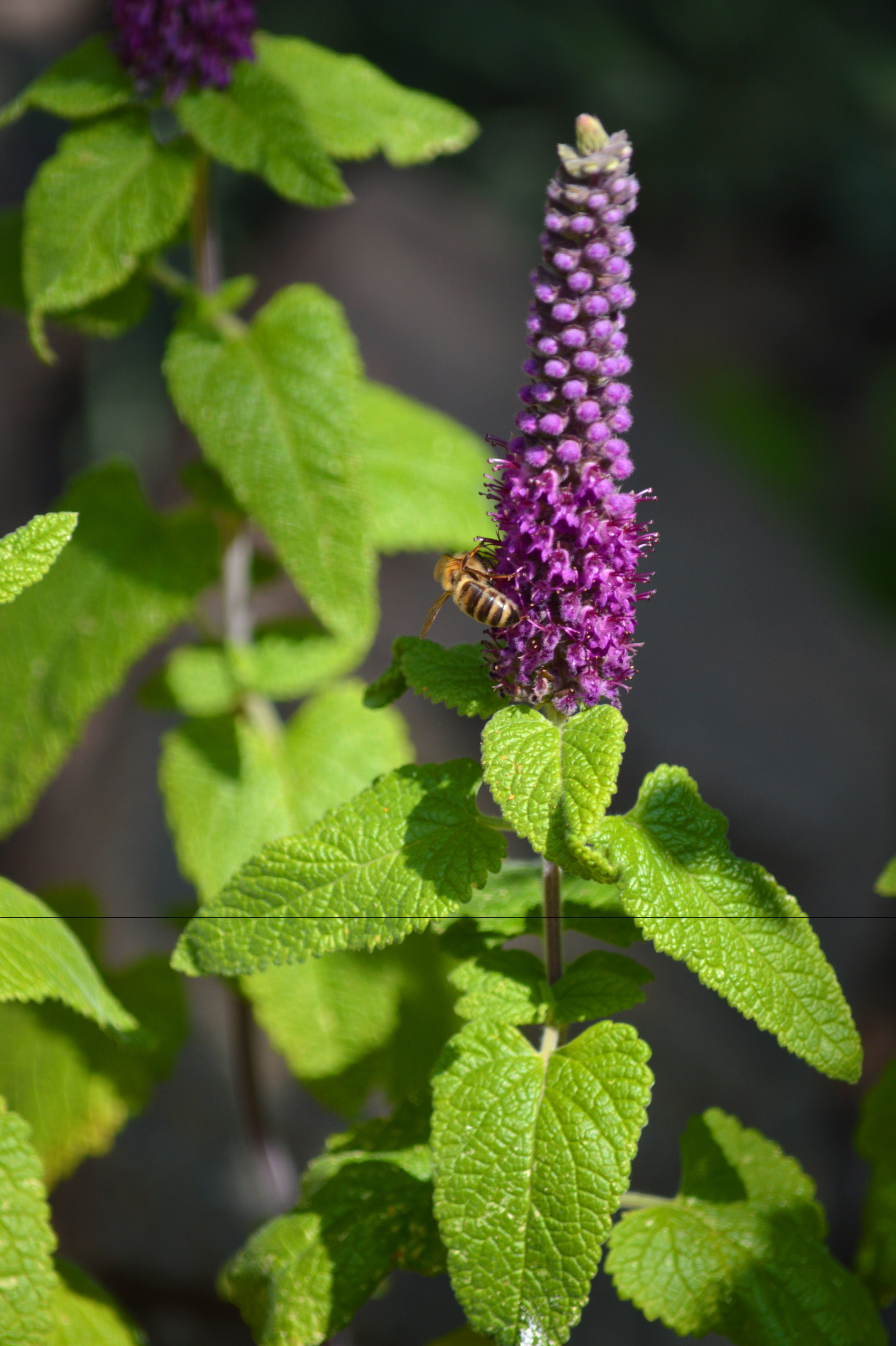 Purple mint flower free image download