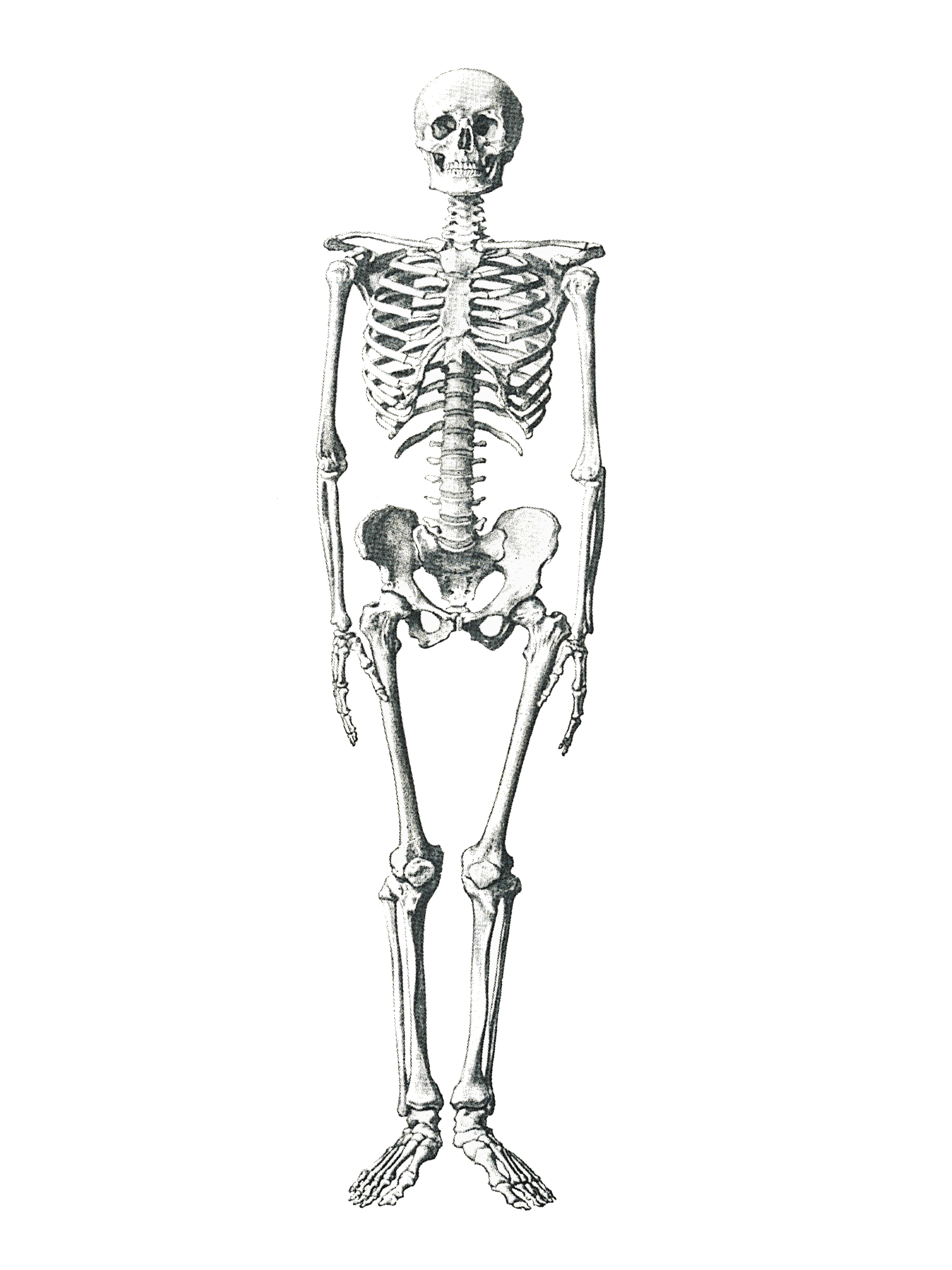 Skeleton, anatomical illustration free image download
