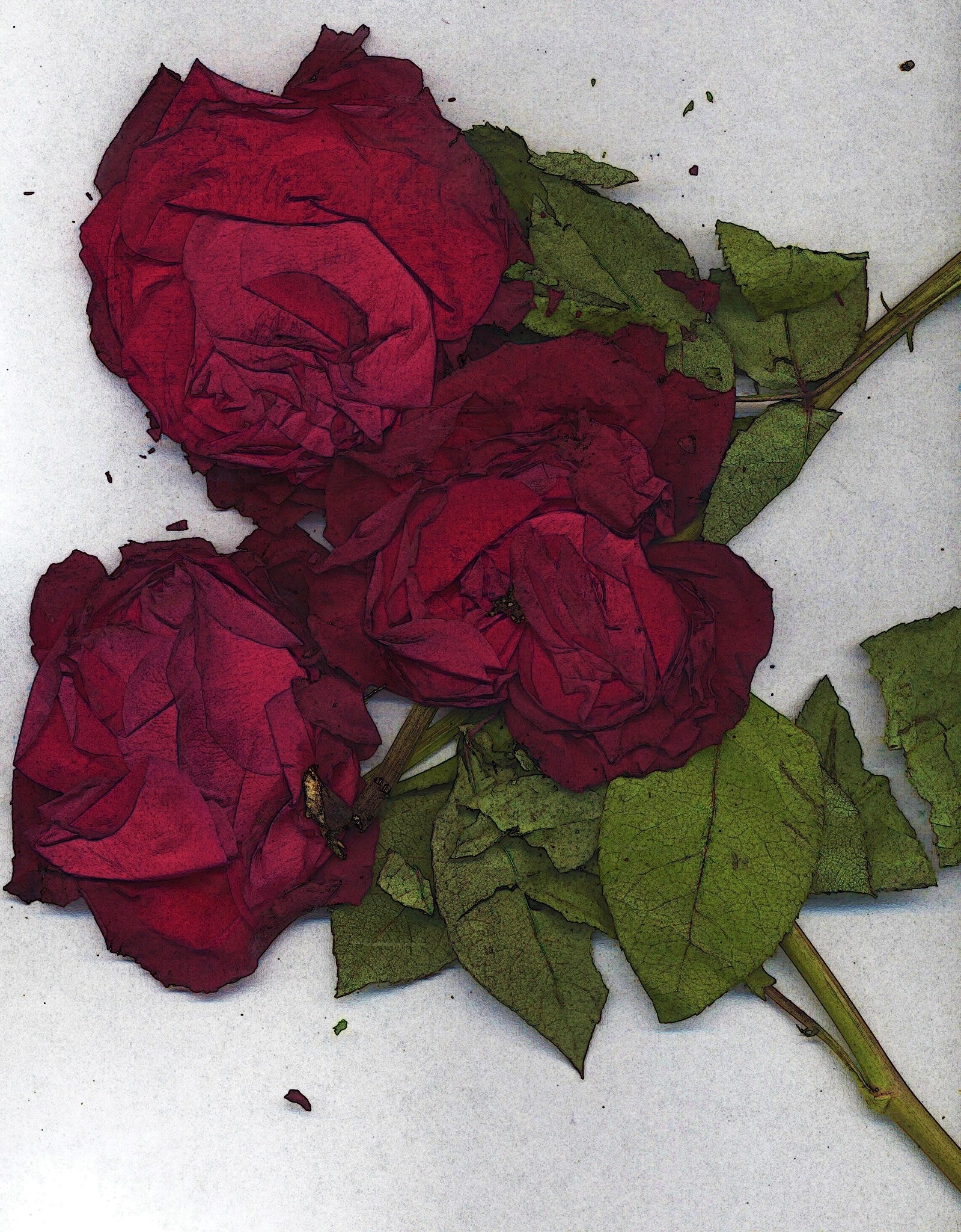 Dried red roses free image download