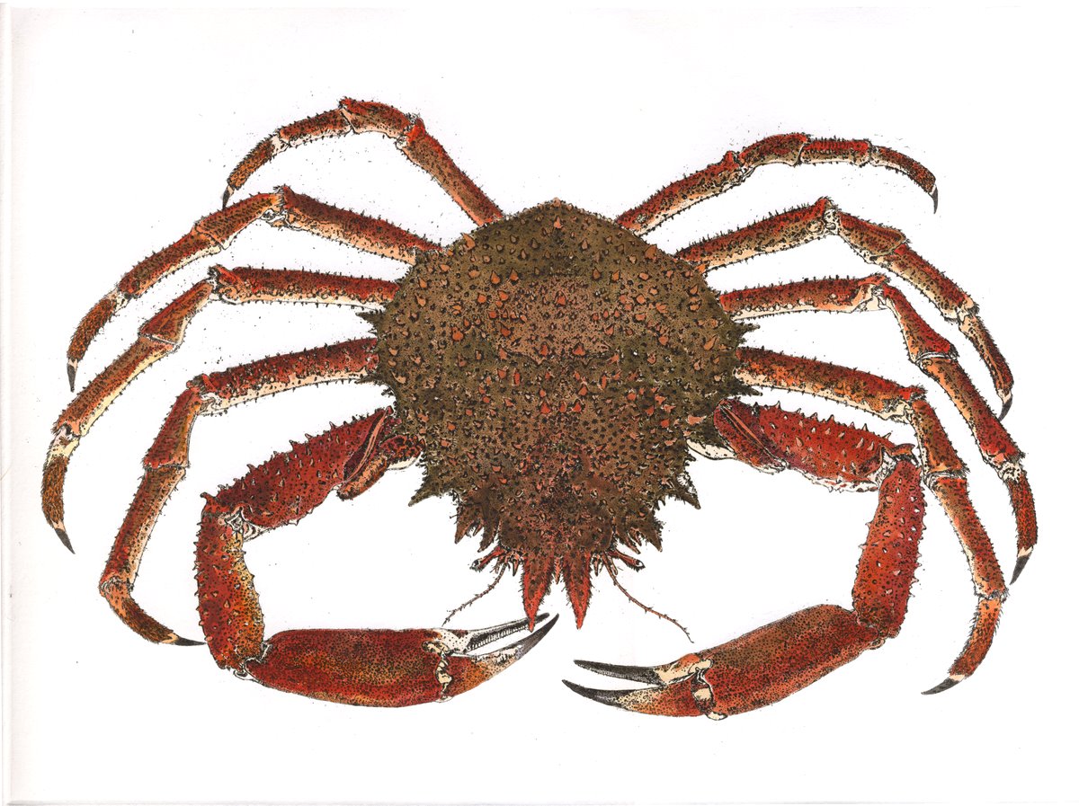 Crab Spider free image download