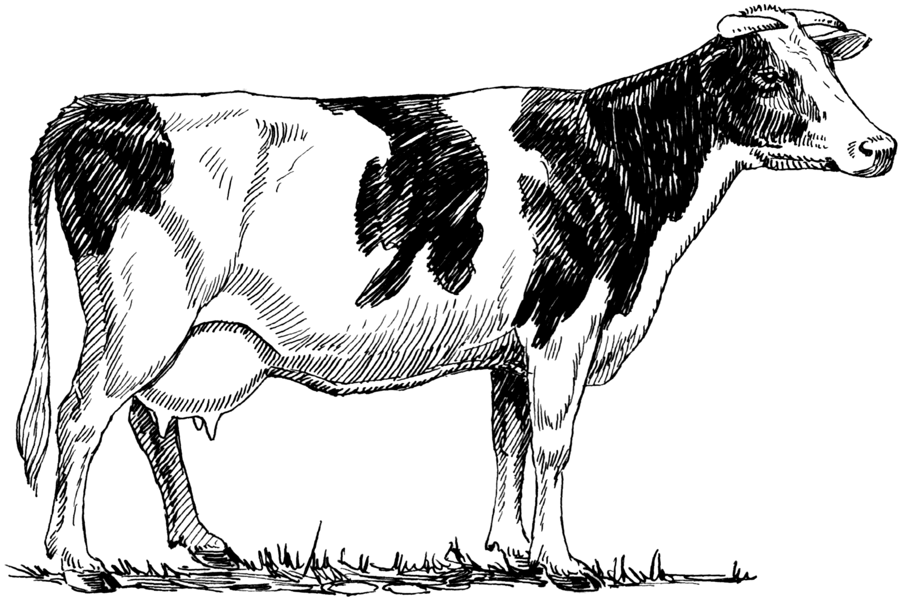 Big Holstein Cow drawing free image download